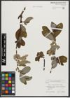 Foto von Salix appendiculata Vill.